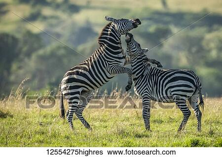 Two teenage zebra (Equus quagga) play fight in grass, Serengeti National Park; Tanzania View Large Photo Image Stock Photograph - Two teenage zebra (Equus quagga) play fight in grass, Serengeti National Park; Tanzania. Fotosearch
