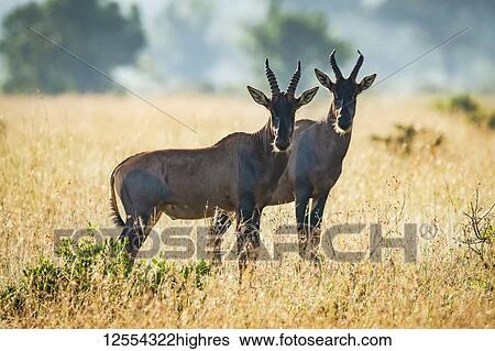 Stock Photograph - Two topi (Damaliscus korrigum) stand together in African savannah, Serengeti National Park; Tanzania. Fotosearch