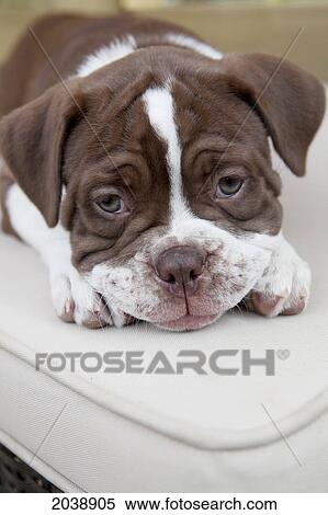 Stock Photography - Victorian Bulldog Puppy Lying On A Cushion. Fotosearch