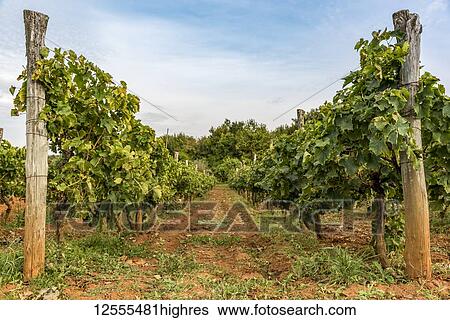 Stock Photograph - Vineyards surrounding the hilltop medieval town of Motovun; Motovun, Istria, Croatia. Fotosearch