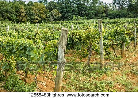 Stock Photograph - Vineyards surrounding the hilltop medieval town of Motovun; Motovun, Istria, Croatia. Fotosearch