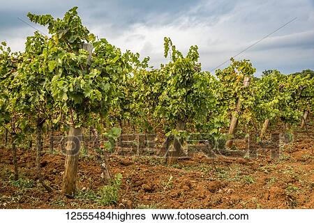 Stock Photograph - Vineyards surrounding the hilltop medieval town of Motovun; Motovun, Istria, Croatia. Fotosearch