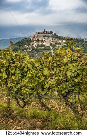 Stock Photograph - Vineyards surrounding the hilltop medieval town of Motovun; Motovun, Istria, Croatia. Fotosearch