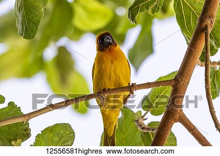 Stock Photograph - Vitelline masked weaver (Ploceus vitellinus); Ziway, Oromia Region, Ethiopia. Fotosearch