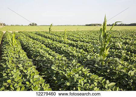 Volunteer Roundup ready corn surviving in a field of Roundup ready soybeans; England, Arkansas, United States of America View Large Photo Image Stock Image - Volunteer Roundup ready corn surviving in a field of Roundup ready soybeans; England, Arkansas, United States of America. Fotosearch