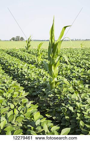 Volunteer Roundup ready corn surviving in a field of Roundup ready soybeans; England, Arkansas, United States of America View Large Photo Image Stock Image - Volunteer Roundup ready corn surviving in a field of Roundup ready soybeans; England, Arkansas, United States of America. Fotosearch