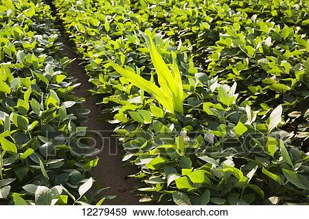 Stock Photo - Volunteer Roundup ready corn surviving in a field of Roundup ready soybeans; England, Arkansas, United States of America. Fotosearch