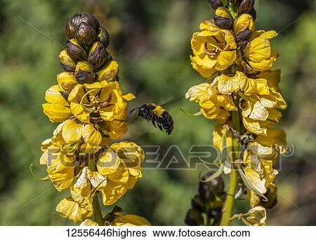 Stock Photograph - Wasp flying by yellow flowers; Axum, Tigray Region, Ethiopia. Fotosearch
