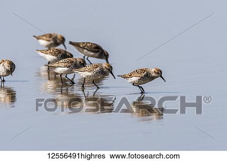 Stock Photograph - Western Sandpipers (Calidris mauri) prowl an Oregon beach during spring migration; Newport, Oregon, United States of America. Fotosearch