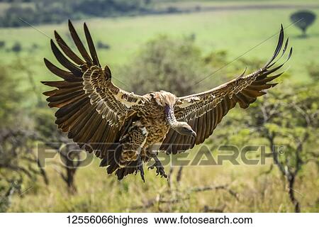 Stock Photograph - White-backed vulture (Gyps africanus) stretches it's wings to land, Serengeti; Tanzania. Fotosearch