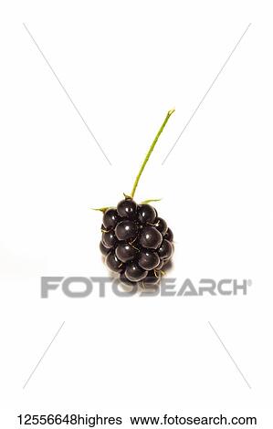 Stock Photograph - Wild Blackberry (Rubus fruticosus) on a white background. Fotosearch