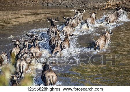 Wildebeest (Connochaetes taurinus) splash through the Mara River, Serengeti National Park; Tanzania View Large Photo Image Stock Photograph - Wildebeest (Connochaetes taurinus) splash through the Mara River, Serengeti National Park; Tanzania. Fotosearch
