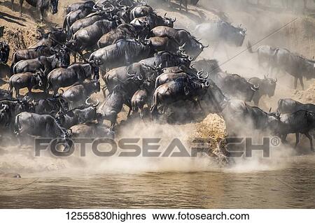 Stock Photograph - Wildebeest (Connochaetes taurinus) crowd together as they run along the shore of the Mara River looking for a place to cross, Serengeti National Park; Tanzania. Fotosearch
