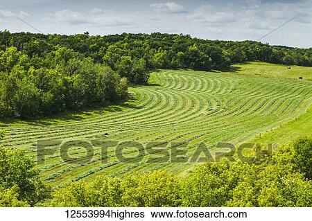 Stock Photograph - Windrows in a hay field; Manitoba, Canada. Fotosearch