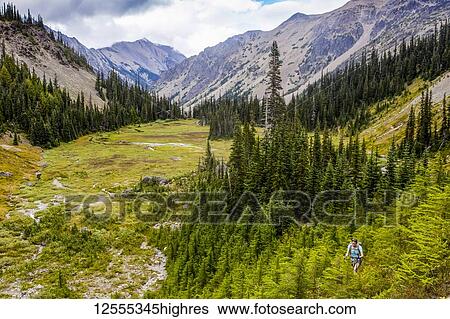Stock Photograph - Woman backpacking through forest, Royal Basin, Olympic Mountains, Olympic National Park; Washington, United States of America. Fotosearch