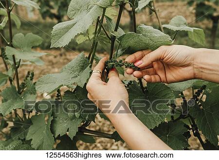 Stock Photograph - Woman's hands holding new growth of grape cluster on vine; Friuli Venezia Giulia, Italy. Fotosearch