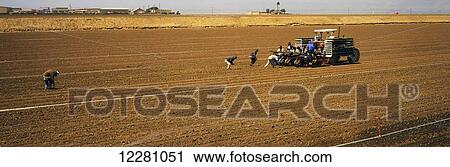 Workers plant a fall crop of broccoli in the Salinas Valley, farm buildings and fog in the background; Gonzales, California, United States of America View Large Photo Image Stock Image - Workers plant a fall crop of broccoli in the Salinas Valley, farm buildings and fog in the background; Gonzales, California, United States of America. Fotosearch
