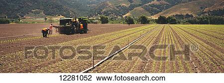 Workers plant a fall crop of lettuce in the Santa Ynez Valley, tree covered hills in the background; Lompoc, California, United States of America View Large Photo Image Stock Image - Workers plant a fall crop of lettuce in the Santa Ynez Valley, tree covered hills in the background; Lompoc, California, United States of America. Fotosearch