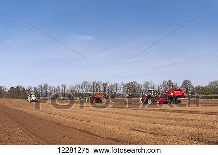 Stock Photography - Working in a potato field, preparing the seed bed and planting seed potato; Yorkshire, England. Fotosearch