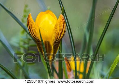 Yellow crocuses portend spring in Oregon; Astoria, Oregon, United States of America View Large Photo Image Stock Photograph - Yellow crocuses portend spring in Oregon; Astoria, Oregon, United States of America. Fotosearch