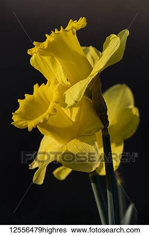 Yellow daffodils in bloom; Astoria, Oregon, United States of America View Large Photo Image Stock Photograph - Yellow daffodils in bloom; Astoria, Oregon, United States of America. Fotosearch