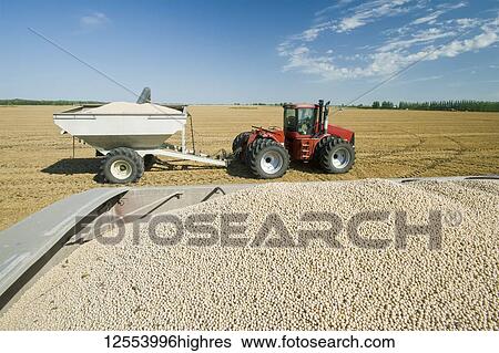 Stock Photograph - Yellow field peas in the back of a farm truck during the harvest with a grain wagon and tractor in the background, near Winnipeg; Manitoba, Canada. Fotosearch