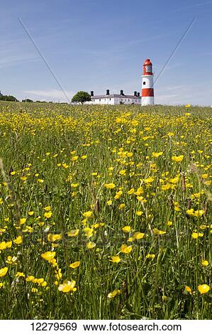 Stock Photo - Yellow wildflowers in a field with a lighthouse in the distance; South Shields, Tyne and Wear, England. Fotosearch