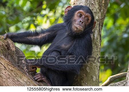 Stock Photograph - Young Chimpanzee (Pan troglodytes) resting in a tree in Mahale Mountains National Park on the shore of Lake Tanganika; Tanzania. Fotosearch