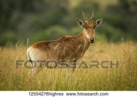 Stock Photograph - Young male Coke's hartebeest (Alcelaphus buselaphus cokii) stands in long grass, Serengeti National Park; Tanzania. Fotosearch
