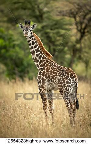 Stock Photograph - Young Masai giraffe (Giraffa camelopardalis tippelskirchii) stands in long grass by trees, Serengeti National Park; Tanzania. Fotosearch