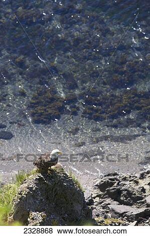 A Bald Eagle Perched On The Water's Edge On A Rock Pinnacle; False Pass, Southwest Alaska, United States Of America View Large Photo Image Stock Photo - A Bald Eagle Perched On The Water's Edge On A Rock Pinnacle; False Pass, Southwest Alaska, United States Of America. Fotosearch