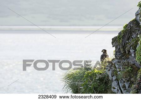 Stock Photo - A Bird Perched On The Rock Cliff Along The Water's Edge; False Pass, Alaska, United States Of America. Fotosearch