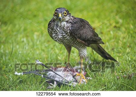 A bird stands on a dead bird in the grass; Whitburn, England View Large Photo Image Picture - A bird stands on a dead bird in the grass; Whitburn, England. Fotosearch