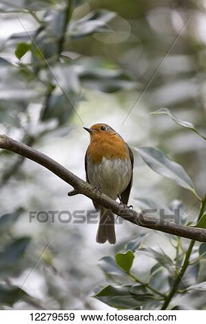 A bird with yellow and white plumage sits on a tree branch; South Shields, Tyne and Wear, England View Large Photo Image Stock Photo - A bird with yellow and white plumage sits on a tree branch; South Shields, Tyne and Wear, England. Fotosearch