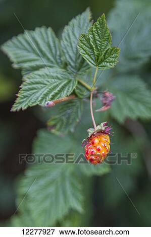 Stock Photo - A closeup view of a Salmonberry in Valdez, Southcentral Alaska, Summer. Fotosearch