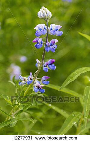 A closeup view of Arctic Lupine in Homer, Southcentral Alaska, Summer View Large Photo Image Stock Image - A closeup view of Arctic Lupine in Homer, Southcentral Alaska, Summer. Fotosearch