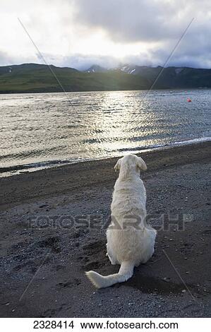 A Dog On A Beach Watching The Sunset; False Pass, Alaska, United States Of America View Large Photo Image Picture - A Dog On A Beach Watching The Sunset; False Pass, Alaska, United States Of America. Fotosearch