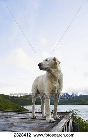 A Dog On A Wooden Dock Near The Beach; False Pass, Alaska, United States Of America View Large Photo Image Stock Image - A Dog On A Wooden Dock Near The Beach; False Pass, Alaska, United States Of America. Fotosearch