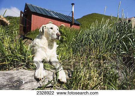 A Dog Rests In The Tall Grass At A Fish Farm; False Pass, Alaska, United States Of America View Large Photo Image Stock Image - A Dog Rests In The Tall Grass At A Fish Farm; False Pass, Alaska, United States Of America. Fotosearch