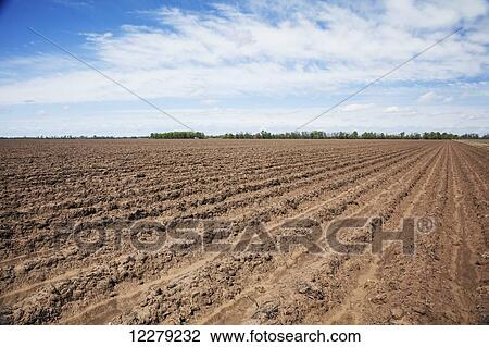 Stock Image - A field after harvest of the previous crop, conventionally tilled and prepared for planting of cotton; England, Arkansas, United States of America. Fotosearch
