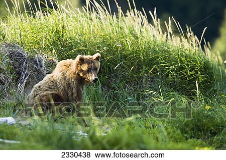 Stock Photo - A Grizzly Bear In Katmai National Park And Preserve; Alaska, United States Of America. Fotosearch