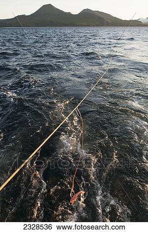 A Groundline Set With Baited Hooks Going Out In Front Of Sentinel Peak While Commercial Halibut Fishing Near False Pass And The Beginning Of The Aleutian Chain Of Island; Southwest Alaska, United States Of America View Large Photo Image Stock Photograph - A Groundline Set With Baited Hooks Going Out In Front Of Sentinel Peak While Commercial Halibut Fishing Near False Pass And The Beginning Of The Aleutian Chain Of Island; Southwest Alaska, United States Of America. Fotosearch