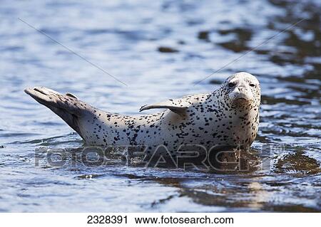 Stock Image - A Harbor Seal (Phoca Vitulina) Near Sankin Island, Ikatan Bay; Aleutian Islands, Southwest Alaska, United States Of America. Fotosearch