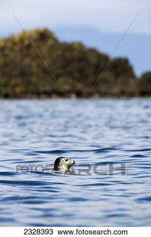 A Harbor Seal (Phoca Vitulina) Near Sankin Island, Ikatan Bay; Aleutian Islands, Southwest Alaska, United States Of America View Large Photo Image Stock Image - A Harbor Seal (Phoca Vitulina) Near Sankin Island, Ikatan Bay; Aleutian Islands, Southwest Alaska, United States Of America. Fotosearch