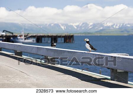 A Horned Puffin (Fratercula Corniculata) On The Rail Of The Dock At Cold Bay, Southwest Alaska, United States Of America View Large Photo Image Stock Image - A Horned Puffin (Fratercula Corniculata) On The Rail Of The Dock At Cold Bay, Southwest Alaska, United States Of America. Fotosearch