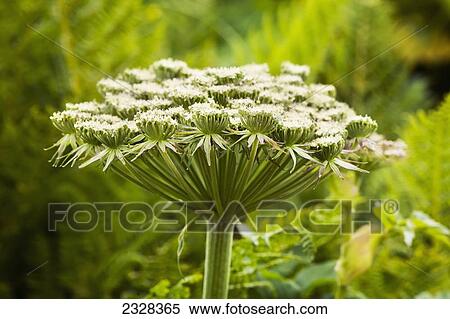 A Pushky, Or Cow Parsnip, Flower; Unimak Island, Aleutian Islands, Alaska, United States Of America View Large Photo Image Stock Photography - A Pushky, Or Cow Parsnip, Flower; Unimak Island, Aleutian Islands, Alaska, United States Of America. Fotosearch