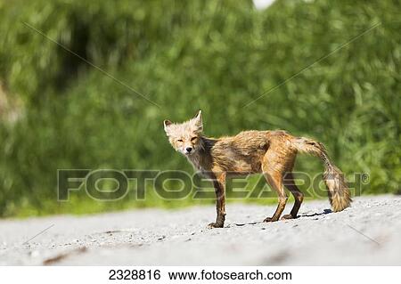 Stock Photograph - A Red Fox (Vulpes Vulpes) On The Beach; False Pass, Southwest Alaska, United States Of America. Fotosearch