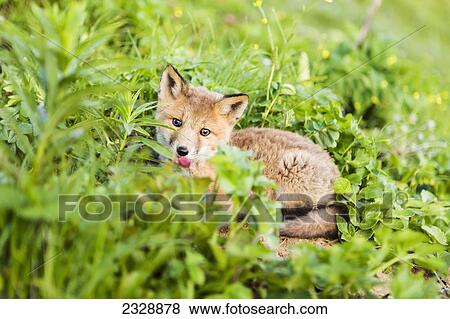 A Red Fox (Vulpes Vulpes) Pup Curled Up In The Muskeg Near A Fish Camp; False Pass, Southwest Alaska, United States Of America View Large Photo Image Stock Photo - A Red Fox (Vulpes Vulpes) Pup Curled Up In The Muskeg Near A Fish Camp; False Pass, Southwest Alaska, United States Of America. Fotosearch