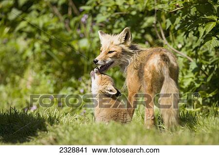 A Red Fox (Vulpes Vulpes) With One Of Her Pups Near A Fishcamp On The Alaska Peninsula; False Pass, Southwest Alaska, United States Of America View Large Photo Image Stock Image - A Red Fox (Vulpes Vulpes) With One Of Her Pups Near A Fishcamp On The Alaska Peninsula; False Pass, Southwest Alaska, United States Of America. Fotosearch