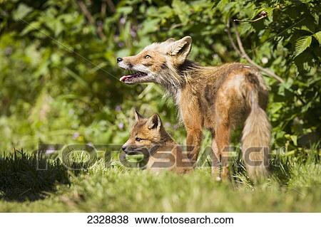 Stock Photo - A Red Fox (Vulpes Vulpes) With One Of Her Pups Near A Fishcamp On The Alaska Peninsula; False Pass, Southwest Alaska, United States Of America. Fotosearch